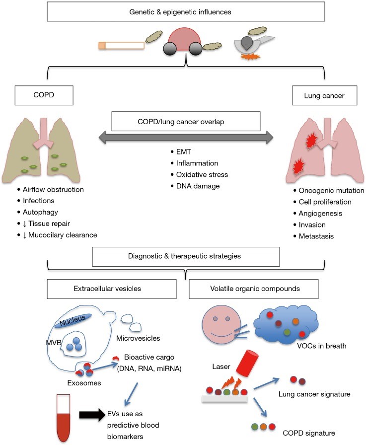 Ai là những tác giả đã công nhận quá trình viêm là một trong những cơ chế bệnh sinh của COPD?